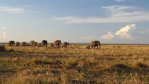 Elephants in Amboseli Stock Footage 108350747
