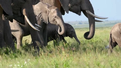 Elephants in Amboseli Stock Footage 132822401