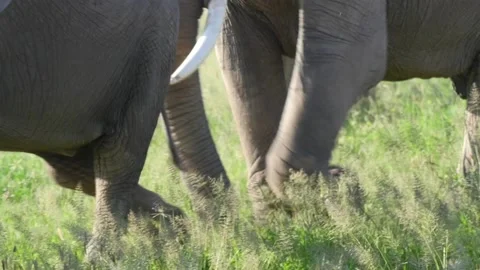 Elephants in Amboseli Stock Footage 132822869