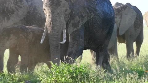 Elephants in Amboseli Stock Footage 132829870