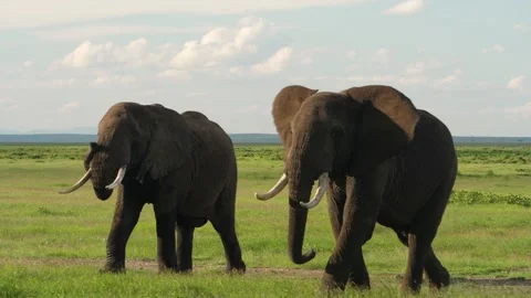 Elephants in Amboseli Stock Footage 136266310