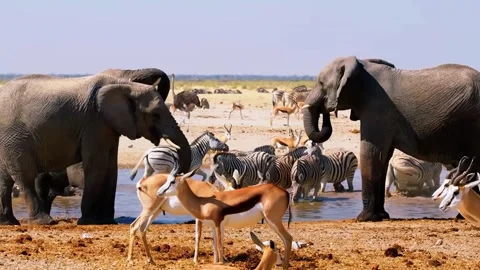 Elephants and Antelopes Stock Footage 323140072