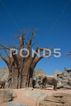 Elephants and baobab Stock Photos