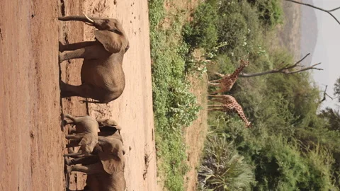 Elephants and Giraffes Vídeos de archivo 234678967