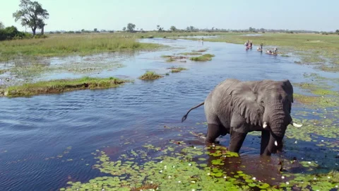 Elephants and people interact in okavango delta during daytime Stock Footage 326019063