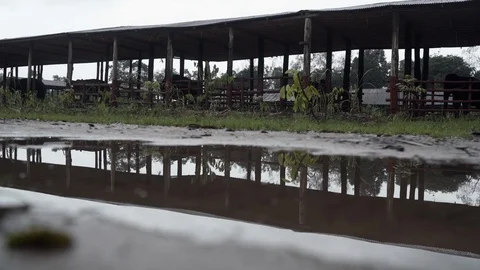 Elephants and stables reflected in a puddle in Myanmar Stock Footage 95620147