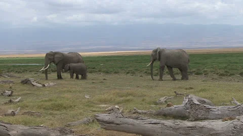 ELEPHANTS AND STUMPS Video stock 22840942