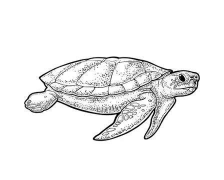 Elephants and turtle holding flat earth. Engraving vintage black illustration イラスト素材