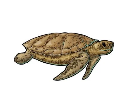 Elephants and turtle holding flat earth. Engraving vintage black illustration イラスト素材