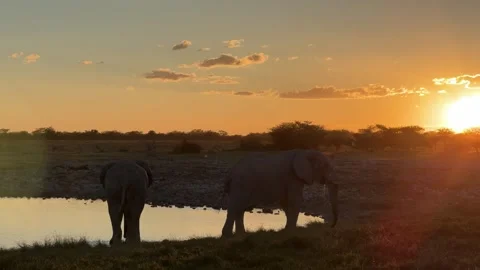 Elephants approaching waterhole  sunset, Namibia Stock Footage 334940501