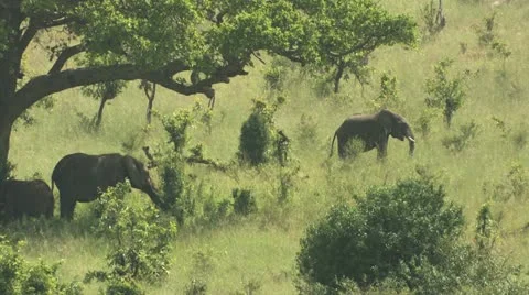 Elephants are resting on the hill Vídeos de archivo 22322671
