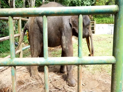 Elephants are in shitting Stock Footage 94306078