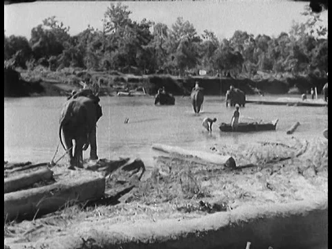 Elephants are used to build a bridge in Burma and logs are chopped in a Video stock 79468356
