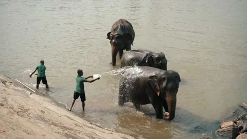 Elephants are washed in the river by workers in Sri Lanka Video stock 173708771
