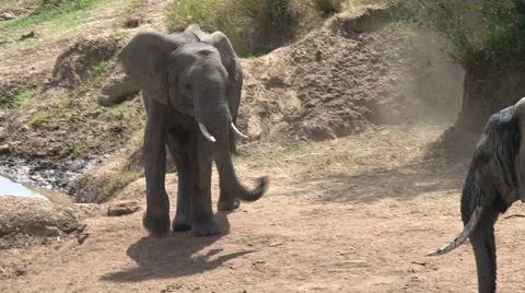 Elephants arriving at the masai mara river Stock Footage