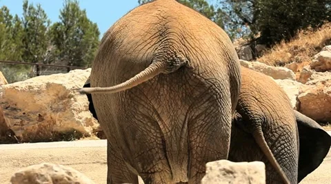 Elephants Back Stock Footage 11061344