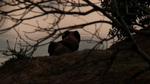 Elephants backview Vídeos de archivo 236920570