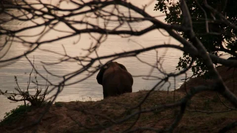 Elephants backview by the river Vídeos de archivo 236920575