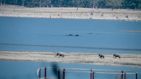 Elephants bathing and basking in the sun in the beautiful Corbett national park Stock Footage 303274364