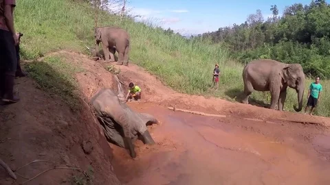 Elephants Bathing and Play Water, Mud at Chiang Mai Thailand Stock Footage 74642438