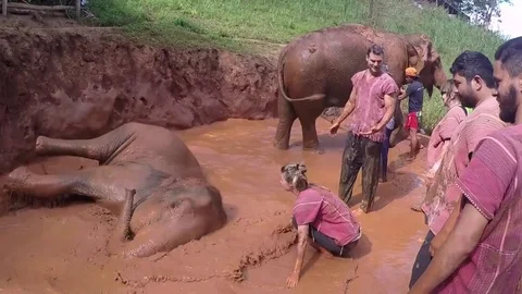 Elephants Bathing and Play Water, Mud at Chiang Mai Thailand Stock Footage 74642447