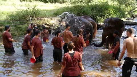 Elephants Bathing and Play Water at Chiang Mai Thailand Stock Footage 74642461