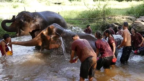 Elephants Bathing and Play Water at Chiang Mai Thailand Stock Footage 74642467