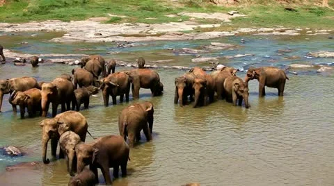 Elephants bathing Stock Footage 11892001