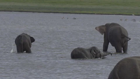 Elephants bathing Stock Footage 292827983