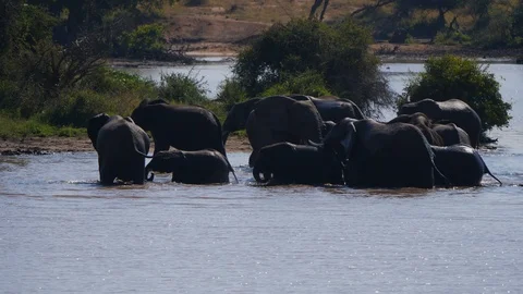 Elephants bathing in lake Stock Footage 88570019