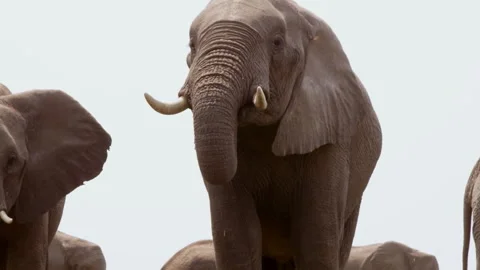 Elephants bathing in Okavango Delta during a sunny afternoon Stock Footage 326018907