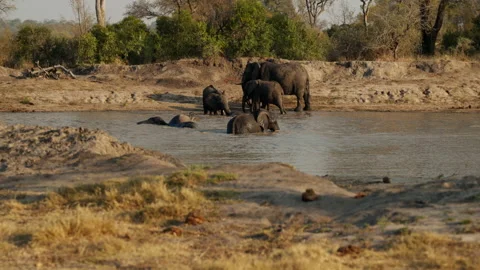 Elephants Bathing In The River During Daytime Stock Footage 236505441
