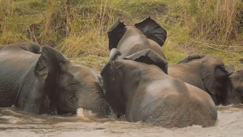 Elephants bathing in the river Stock Footage 74418611