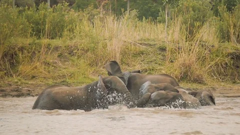 Elephants bathing in the river Stock Footage 74418728