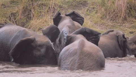 Elephants bathing in the river Stock Footage 74418832