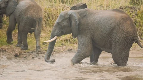 Elephants bathing in the river Stock Footage 74419013