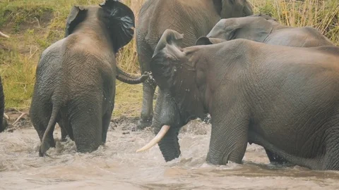 Elephants bathing in the river Stock Footage 74419030