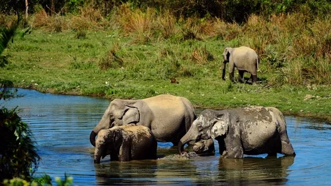 Elephants Bathing in river Stock Footage 87721684