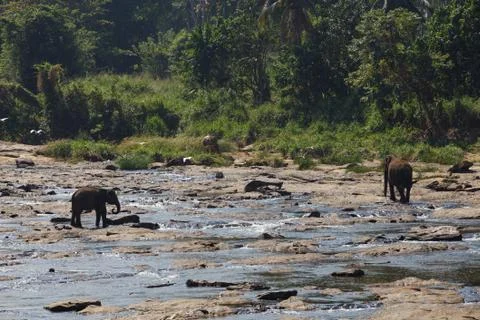 Elephants bathing in the river. Landscape. Stock Photos
