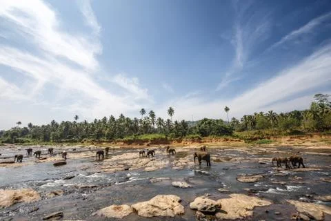Elephants bathing in the river. Landscape. Stock Photos