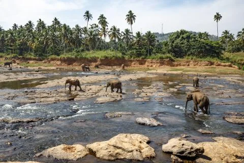 Elephants bathing in the river. Landscape. Stock Photos