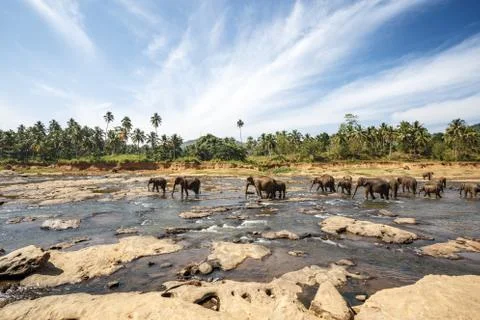 Elephants bathing in the river. Landscape. Stock Photos