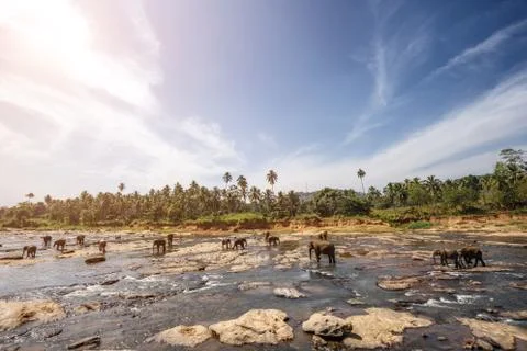 Elephants bathing in the river. Landscape. Stock Photos