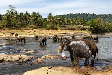 Elephants bathing in the river. Landscape. Stock Photos