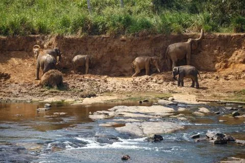 Elephants bathing in the river. Landscape. Stock Photos