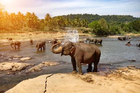 Elephants bathing in the river. Landscape. Stock Photos