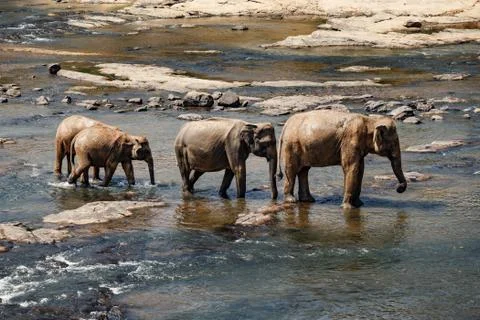 Elephants bathing in the river. Landscape. Stock Photos