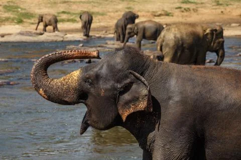 Elephants bathing in the river. Landscape. Stock Photos
