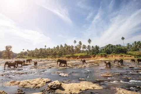 Elephants bathing in the river. Landscape. Stock Photos