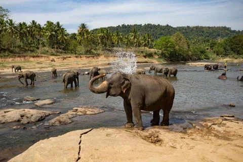Elephants bathing in the river. Landscape. Stock Photos